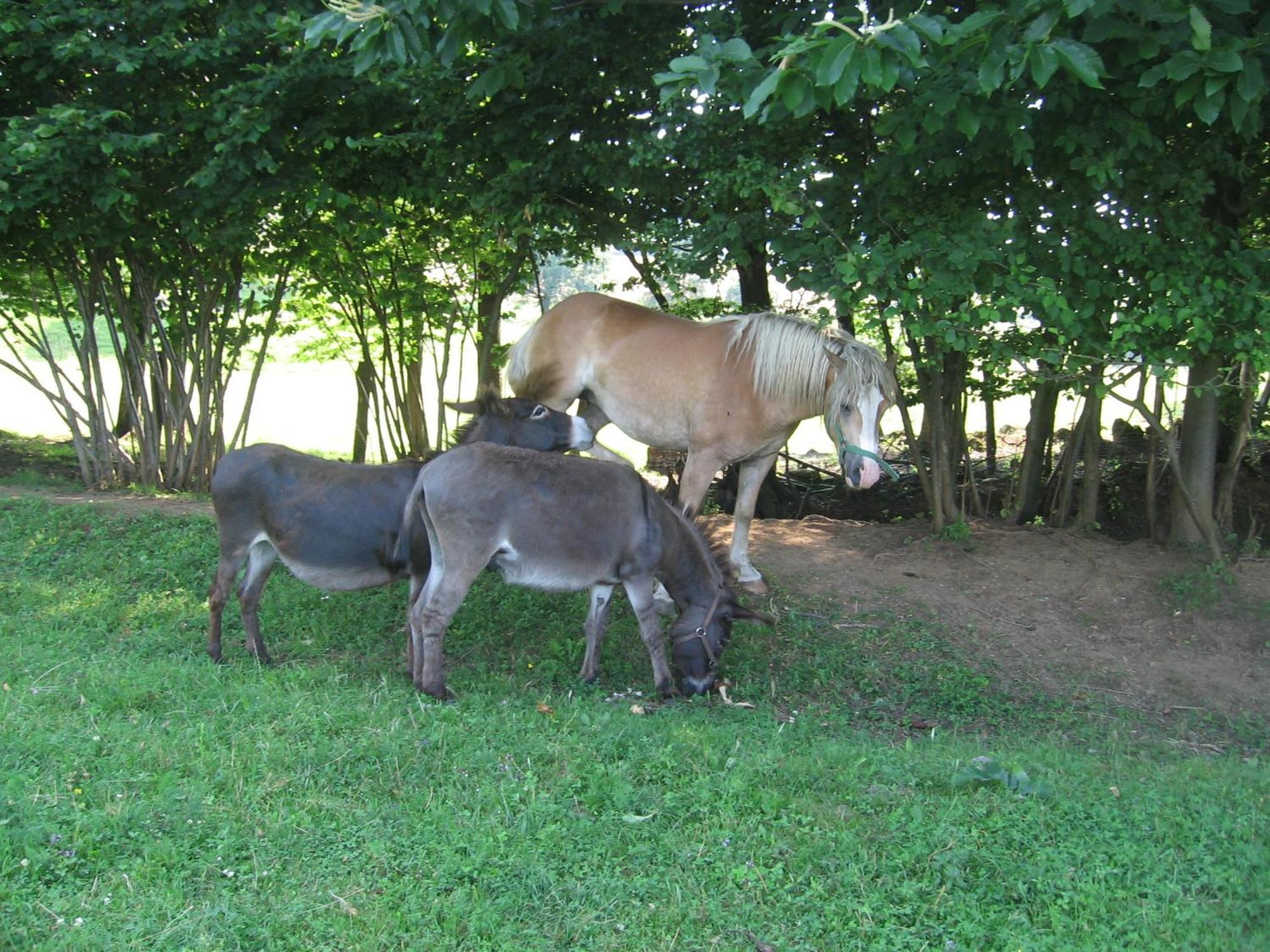 Tourist Farm Pri Martinovih Villa Krska Vas ภายนอก รูปภาพ